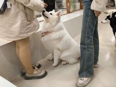 -共舞时光猫咖·狗咖(新街口店)