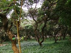 -黄埔荔枝公园