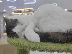 -喵园·猫主题咖啡厅·撸猫·猫咖(国贸店)