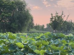 -梁鸿国家湿地公园