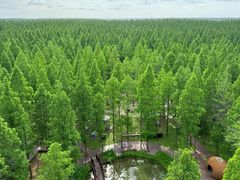 -黄海国家森林公园