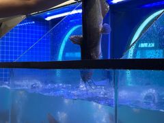 -鱼酷活鱼烤鱼(恒隆广场店)