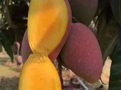 -三亚新鸿港水果一级批发市场