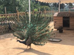 -萌宠亲子动物乐园(槐房万达店)