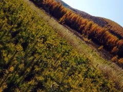 iphone_upload_pic-塞罕坝国家级自然保护区