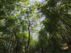 -西湖风景区十里琅珰-五云山