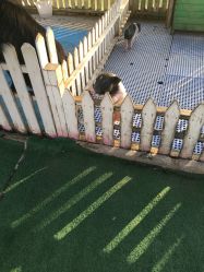 -萌宠亲子动物乐园(槐房万达店)