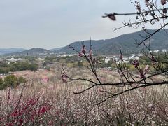 -香雪海
