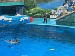 -海合安成都极地海洋公园