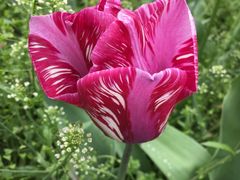 -洛阳郁金香牡丹园