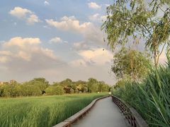 -绿堤公园