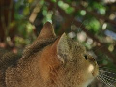 -喵屿·大理花园猫咖