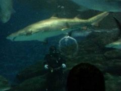 -上海海洋水族馆-停车场