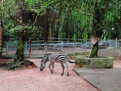-广东茂名森林公园