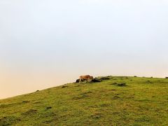 -大姆山草场