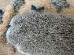 -猫小院猫主题咖啡厅(北锣店)