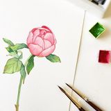 小清新手绘[礼花]太美了第一次看见这么美的花居然在画里