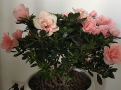 -龙大花卉苗木市场