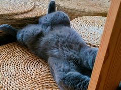 -Catmate·猫肥家润(金润铂宫店)