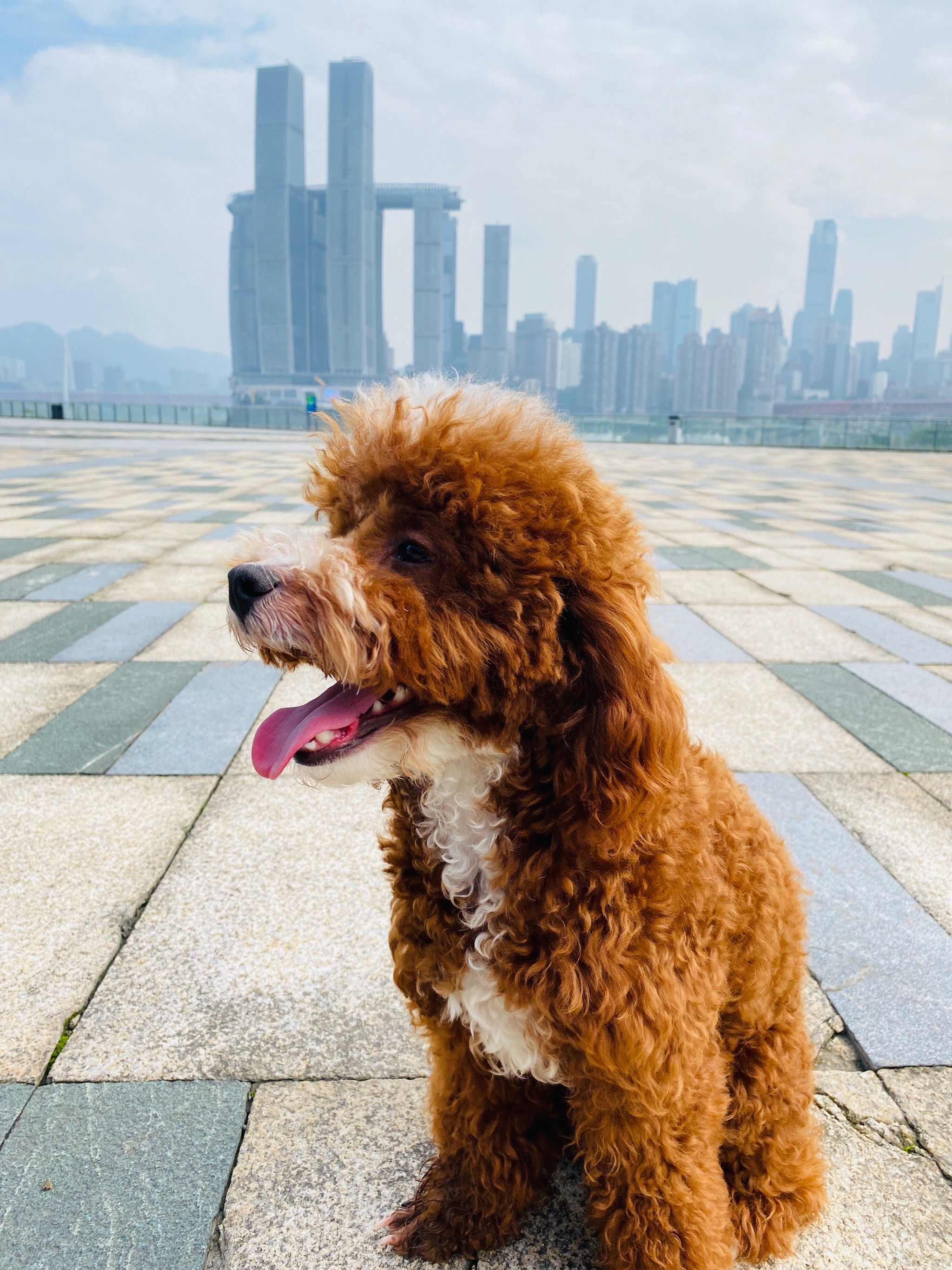 查理王骑士贵宾