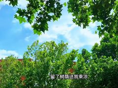 -八大关景区