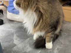 -东莞宠友24H宠物中心医院·转诊夜诊·异宠(新河北路院)