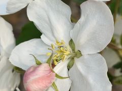 -海棠花溪(元大都城垣遗址公园)