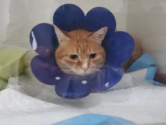 -宠颐生动物医院·心脏科·保险定点(锦阳分院)