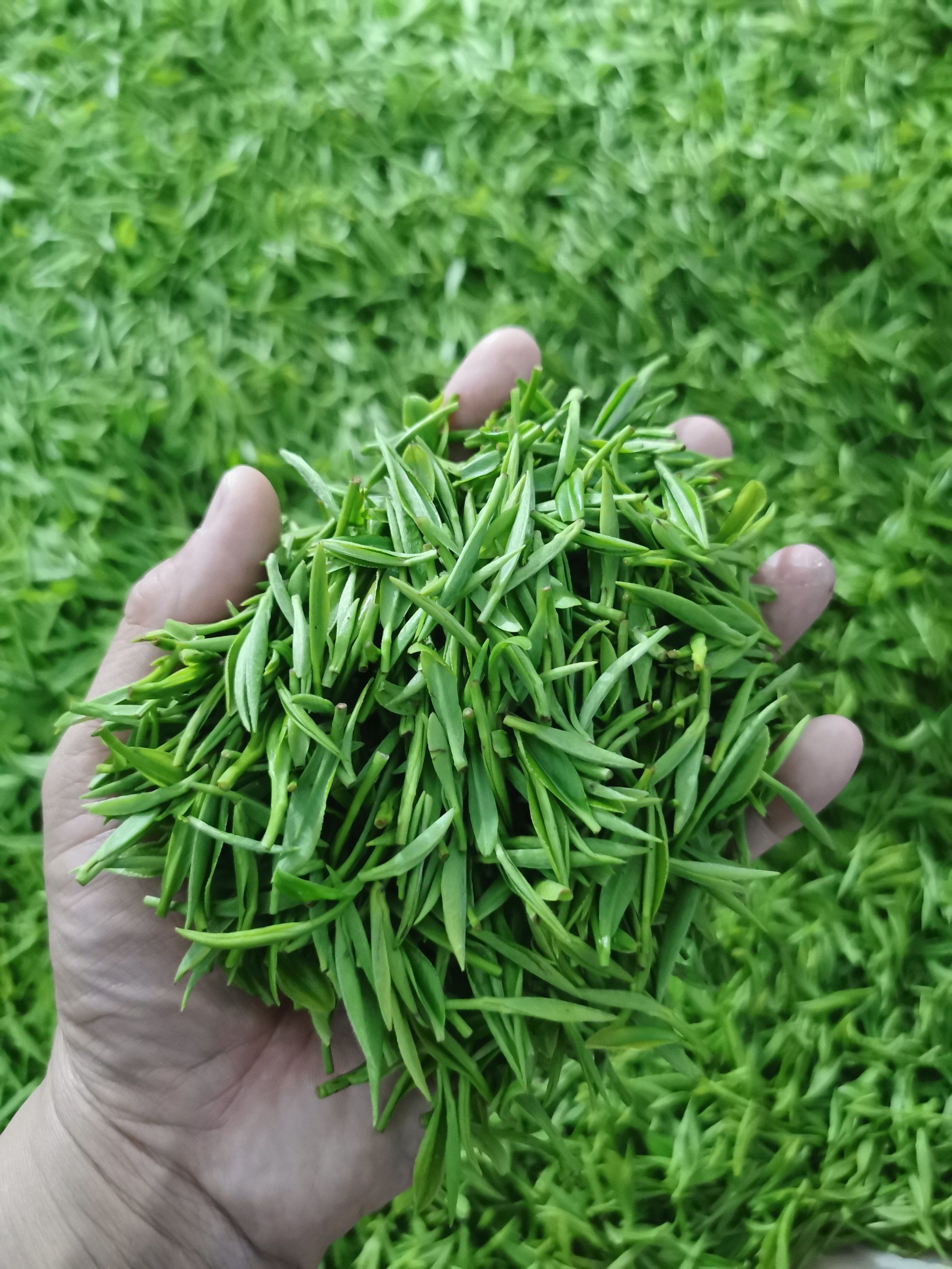 深圳新塘一带新茶