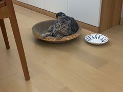 -联合动物医院(光谷诊疗中心)