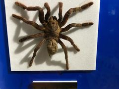 -上海昆虫博物馆