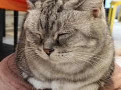 -平行世界·猫咖(首经贸店)