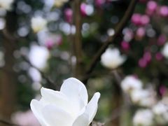 -龙头寺公园