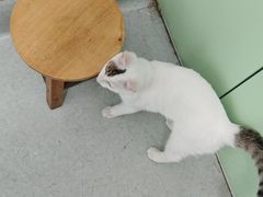 -汪喵宠物医院·骨科心脏影像·犬猫急重症ICU诊疗中心(成华分院)