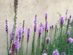 -特克斯八卦城