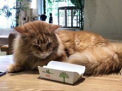 -藏猫猫咖啡主题馆(中央大道店)