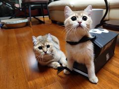 -喵百万·布偶·蓝金金渐层英短·猫舍(百子湾店)