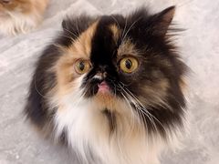 -More Fun猫咖 二十只万元加菲主题