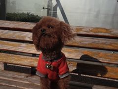 -神光山国家森林公园