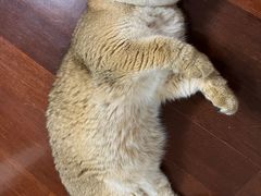 -东方名猫馆·英短金渐层布偶猫舍(环线广场1号楼店)