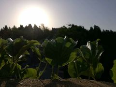 -原山国家森林公园