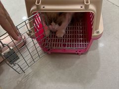 -佳雯宠物医院·皮肤科·内外科(春晓路分院)