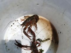 -梁鸿国家湿地公园