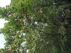 -杨柳河(地铁站)