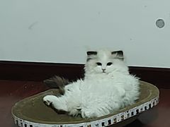 -宠福鑫康馨动物医院·骨科·眼科