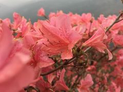 -木兰云雾山