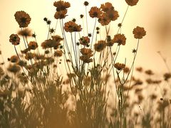 -光明小镇欢乐田园