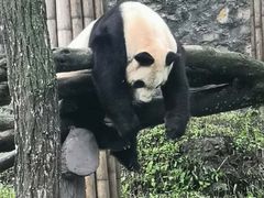 -都江堰中华大熊猫苑