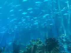 -海棠湾洲际-涛·海底餐厅·美人鱼·自助餐·海底隧道