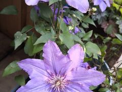 -桂林市花鸟市场